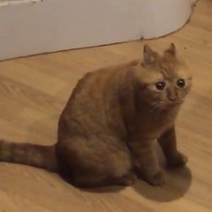 Обиженный кот