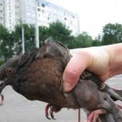 Обосраный голубь