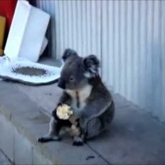 Sadkoala