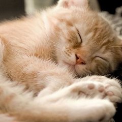 Спящий котэ