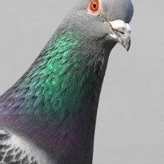 Голубь Обыкновеннный