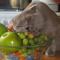 Кот и фрукты