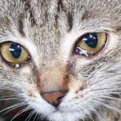 Кот плачет