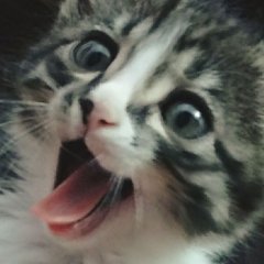 Котэ