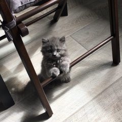 Котенок нипки