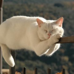 Котик