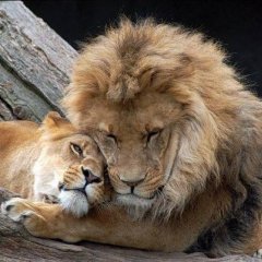 Котики