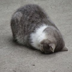 Кото-фейспалм