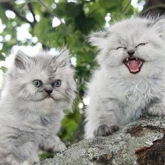 Коты