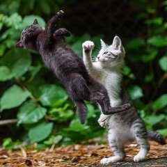 Котята