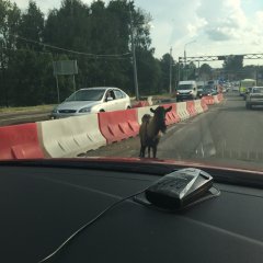 Козёл на дороге