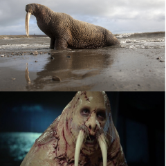 Морж не индеведуален