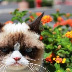 Мрачный кот