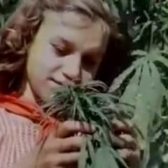 Она вырастила высокую коноплю