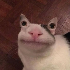 Привет я кот