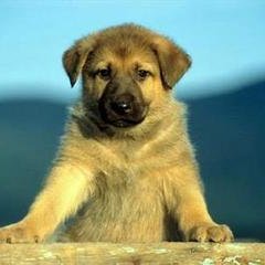 Счинок