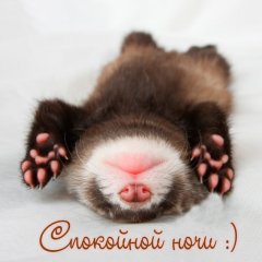 Сон