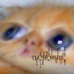 Ты чё мыш котёнок