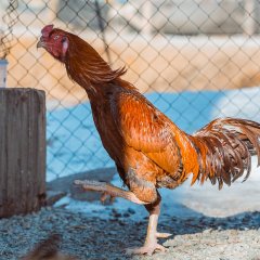 Галапагосский Петух Дарвина