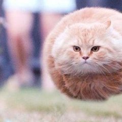 Кошак
