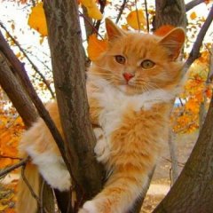 Кошка