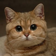 Кот пидрила