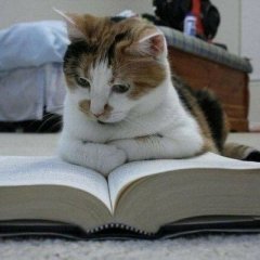 Кот с книгой