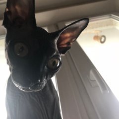 Кот удивлён