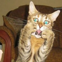 Кот