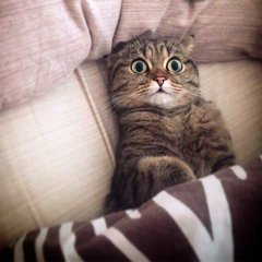 Котэ