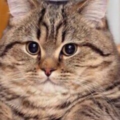 Котек