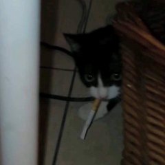 Котенок с сигой