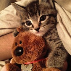 Котик с мишкой