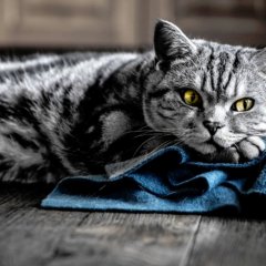 Котик серый