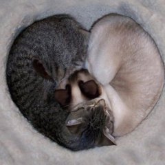 Котв