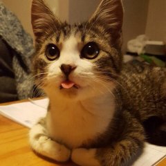 Котя