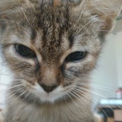 Котяшка