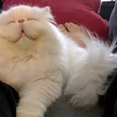 О котик