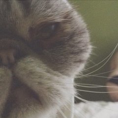 Печалькотэ