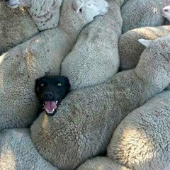 Пес
