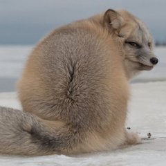 Песец