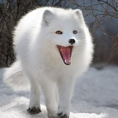 252