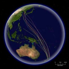 Bar-tailed godwit migration