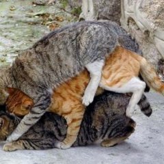 Два кота и кошечка