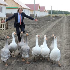 Гуси