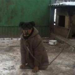 Холод собачий