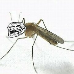 Комарджоба