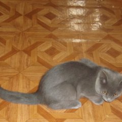 Кот абормот