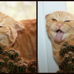 Кот ест Кактус
