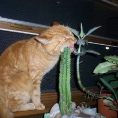 Кот ест Кактус